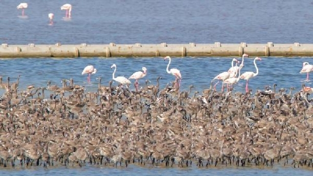 -izmir-kus-cennetinden-guzel-haber