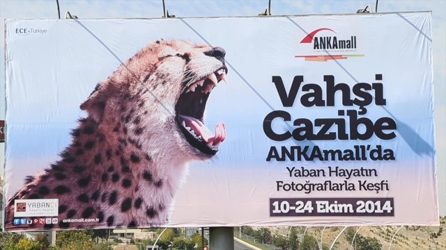 vahsi-cazibe-yaban-hayatini-kesfet