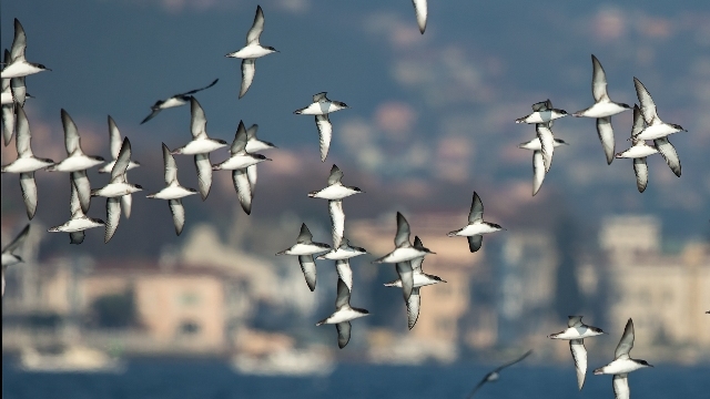 istanbulun-yelkovanlari-birdguidesda
