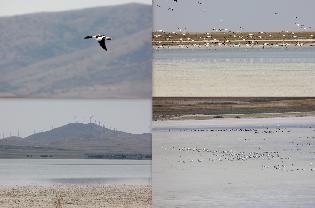 seyfe-golunun-gonullu-taniticisi