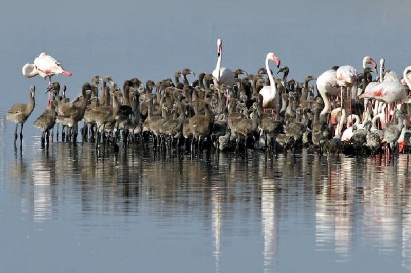 kus-cennetinde-flamingo-rekoru