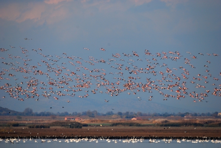 izmirde-flamingo-rekoru-bu-yil-kentte-17-bin-civarinda-yavru-kanatlanacak