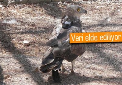 turkiyede-18-kus-gps-ile-takip-ediliyor