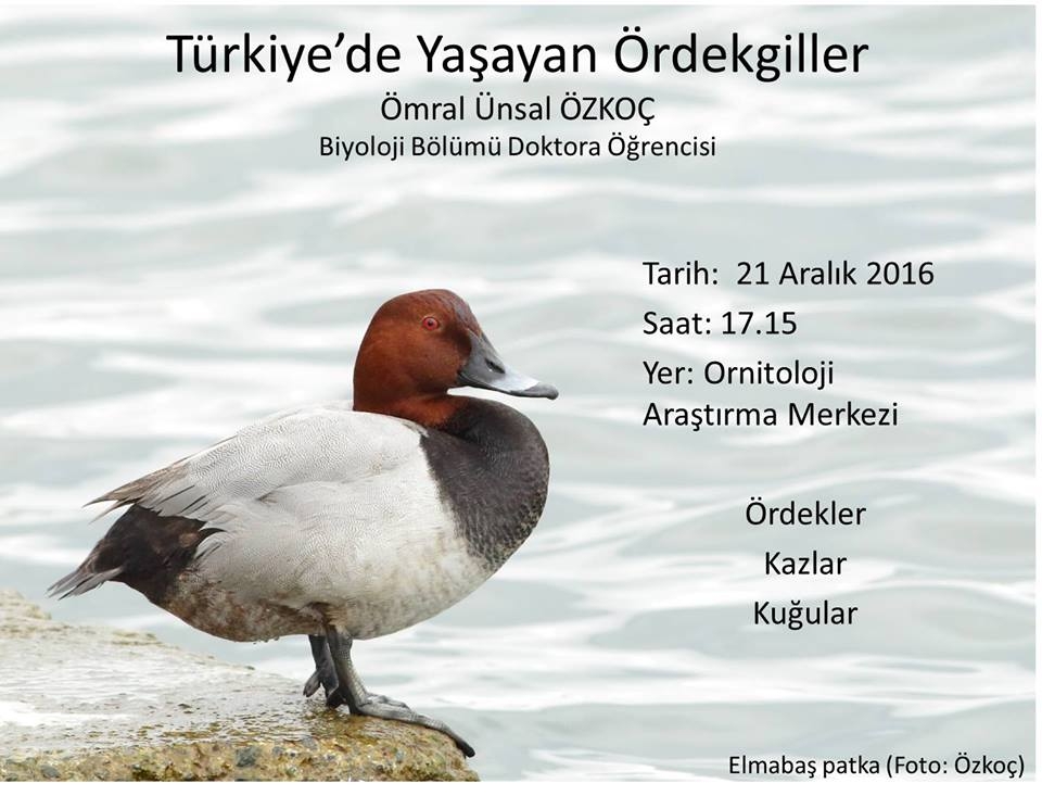 turkiyede-yasayan-ordekgiller