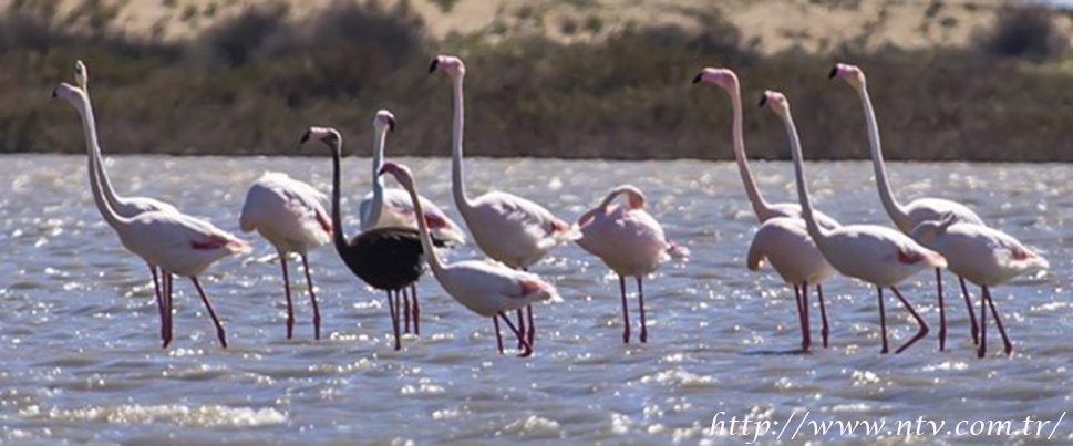 siyah-flamingo-turkiyede