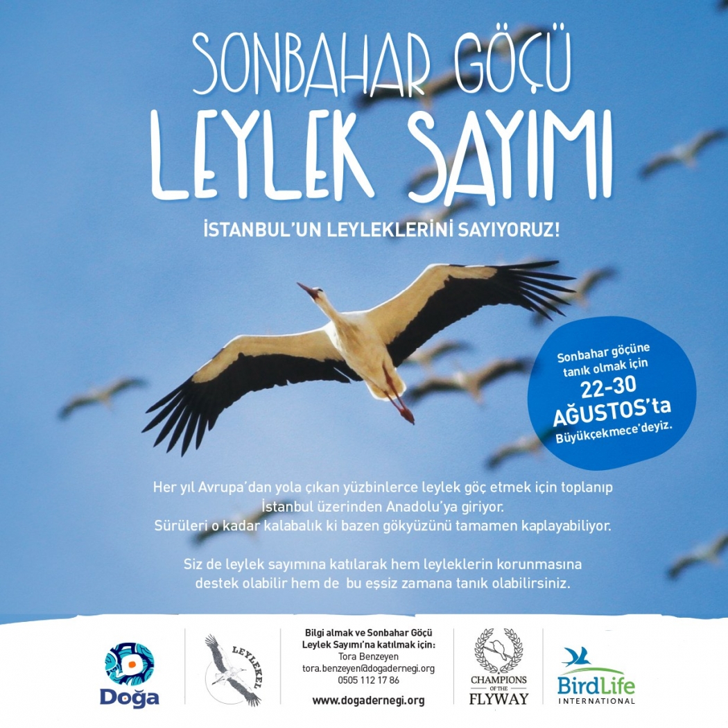 istanbulun-leylekleri-sayiliyor
