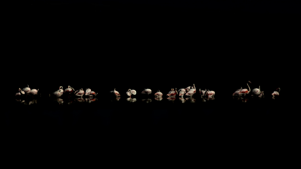izmir-kus-cennetinde-flamingo-rekoru