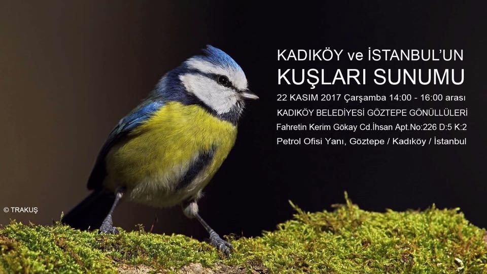 kadikoy-ve-istanbulun-kuslari