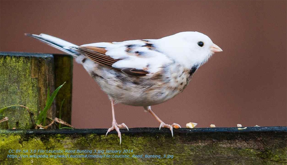 beyaz-kuslar-cok-ama-pek-azi-leucistic-beyaz
