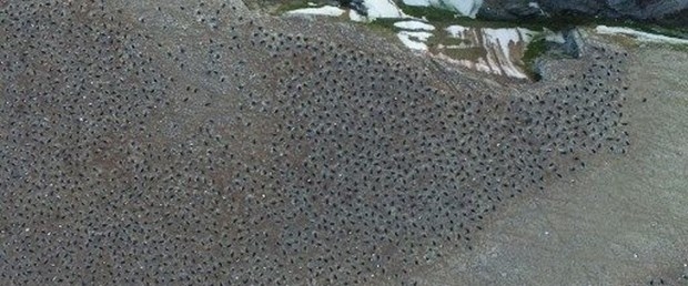 antartikada-15-milyonluk-yeni-penguen-surusu-kesfedildi