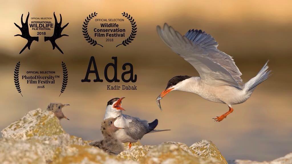 kadir-dabakin-adasi-uluslararasi-film-festivallerinde
