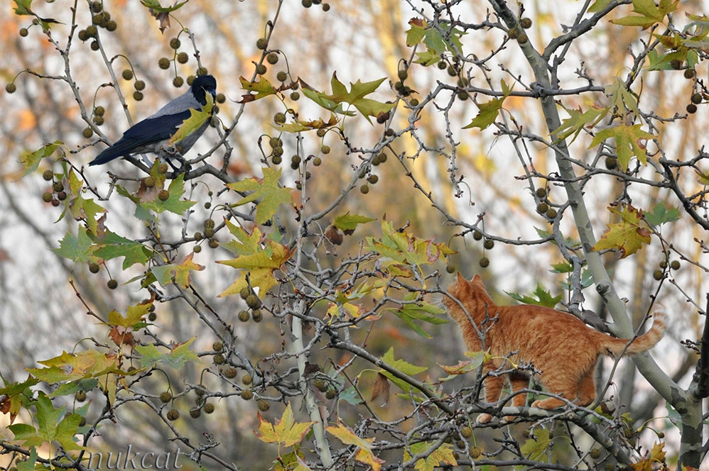 yeni-zelandada-yaban-hayatinin-korunmasi-icin-kedi--beslemek-yasaklaniyor