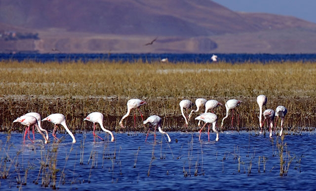 van-ercek-golunde-8inci-flamingo-festivali-yapildi