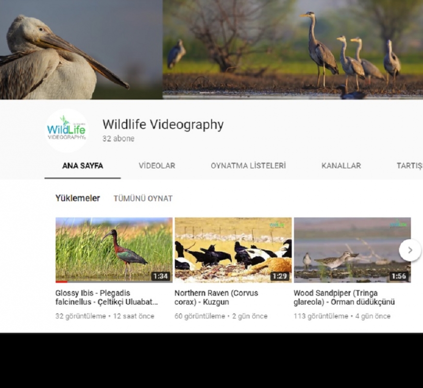wildlife-videography-yayinda