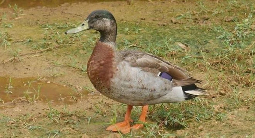 dunyanin-en-yalniz-ordegi-oldu