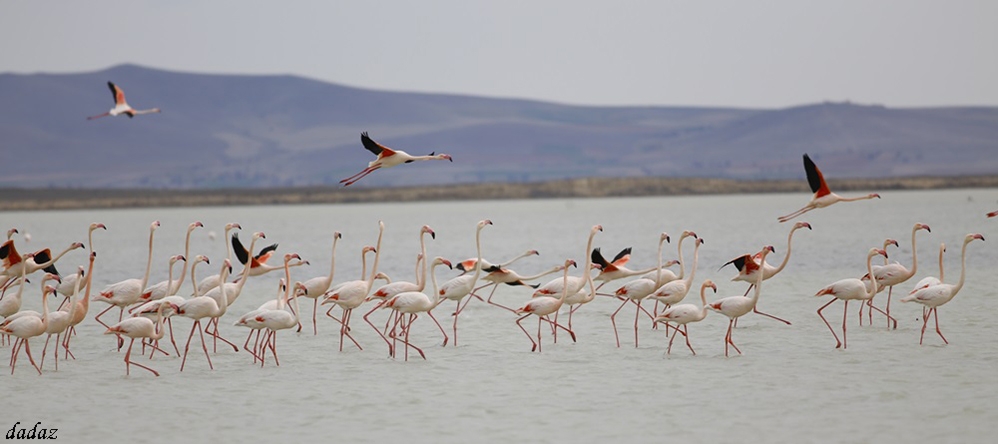 seyfe-golune-flamingo-akini