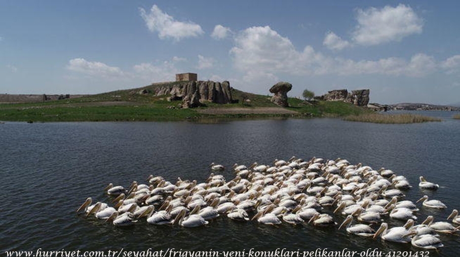 frigyanin-yeni-konuklari-pelikanlar-oldu