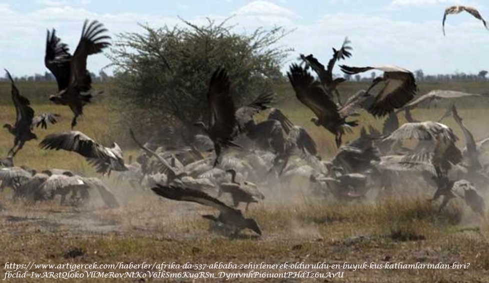 afrikada-537-akbaba-zehirlenerek-olduruldu-en-buyuk-kus-katliamlarindan-biri-