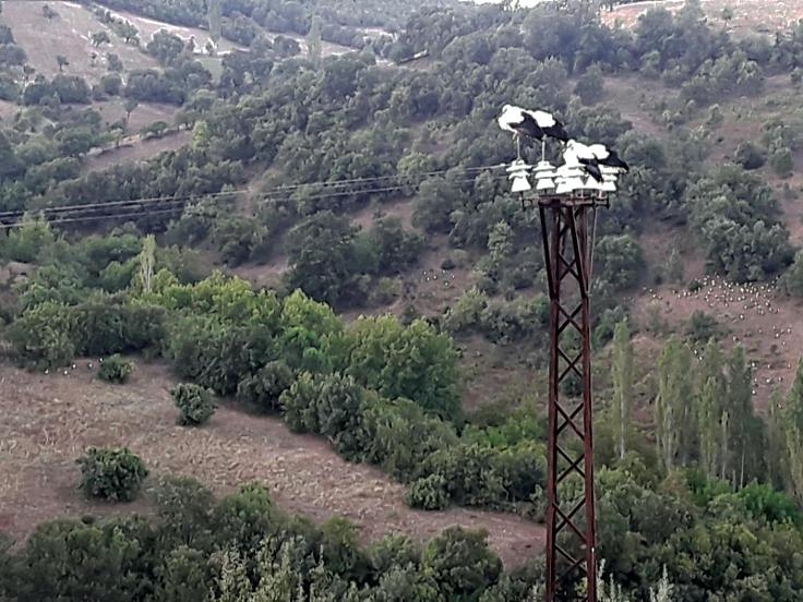balikesirde-leylekler-olmesin-diye-12-saat-elektrikler-kesildi