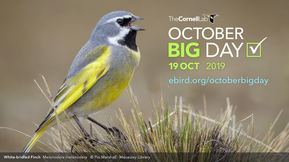 ebird-buyuk-gozlem-gunu-ekim-19