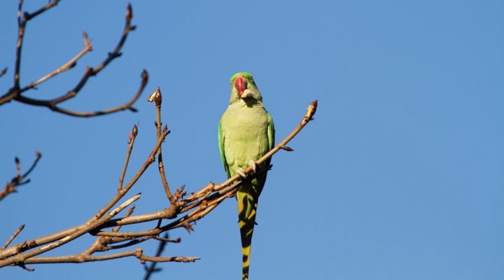 istanbulda-istilaci-yesil-papagan-uyarisi-sayilari-5-6-bini-gecti-kent-faunasi-bozulabilir