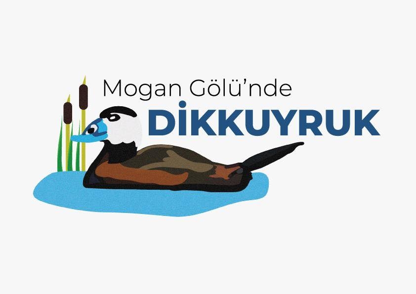 mogan-golunde-dikkuyruk