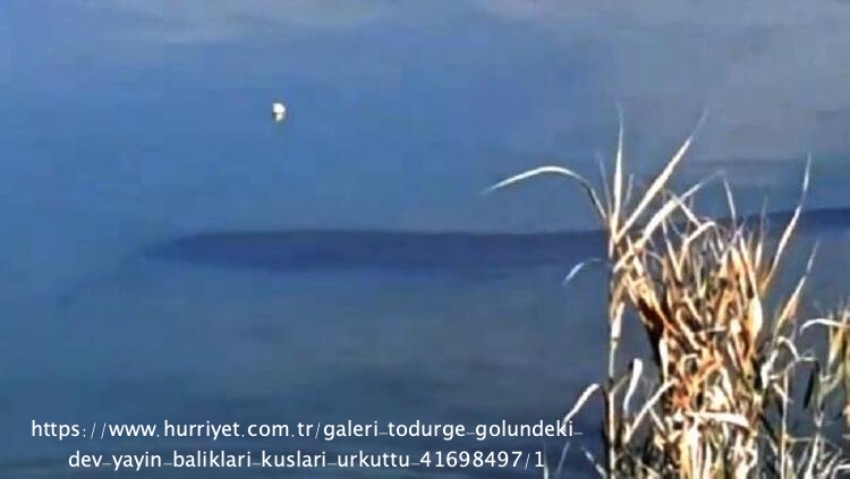 todurge-golundeki-dev-yayin-baliklari-kuslari-urkuttu