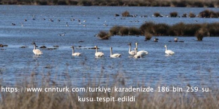 karadenizde-186-bin-259-su-kusu-tespit-edildi