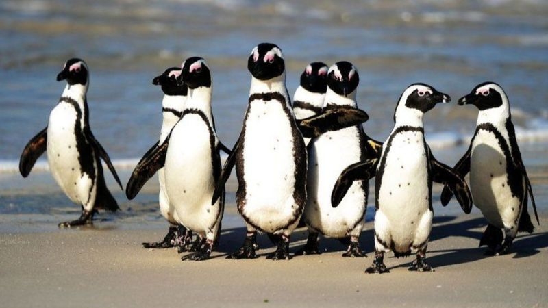 guney-afrikada-tehlike-altindaki-penguenlere-ari-surusu-saldirdi-63-olu