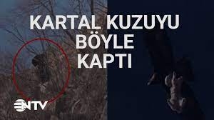 dogada-nadir-gorulen-olay-kaya-kartalin-kuzu-avi