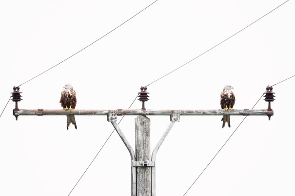 almanyada-yilin-doga-fotografcilari-belli-oldu---