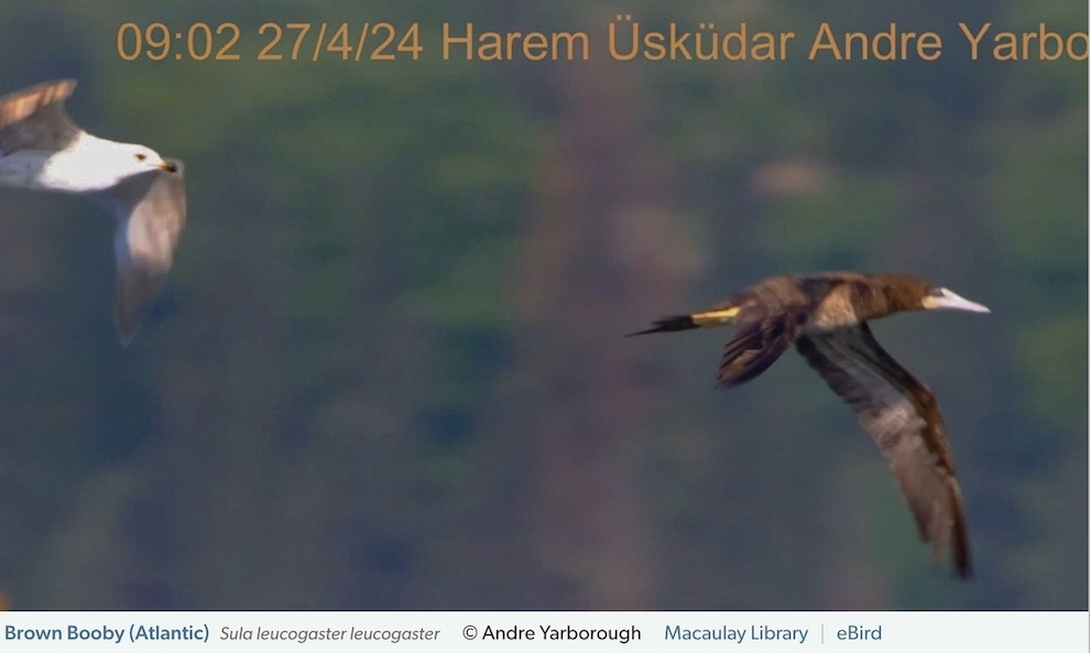 turkiyenin-yeni-kus-turu;-kara-sumsuk!