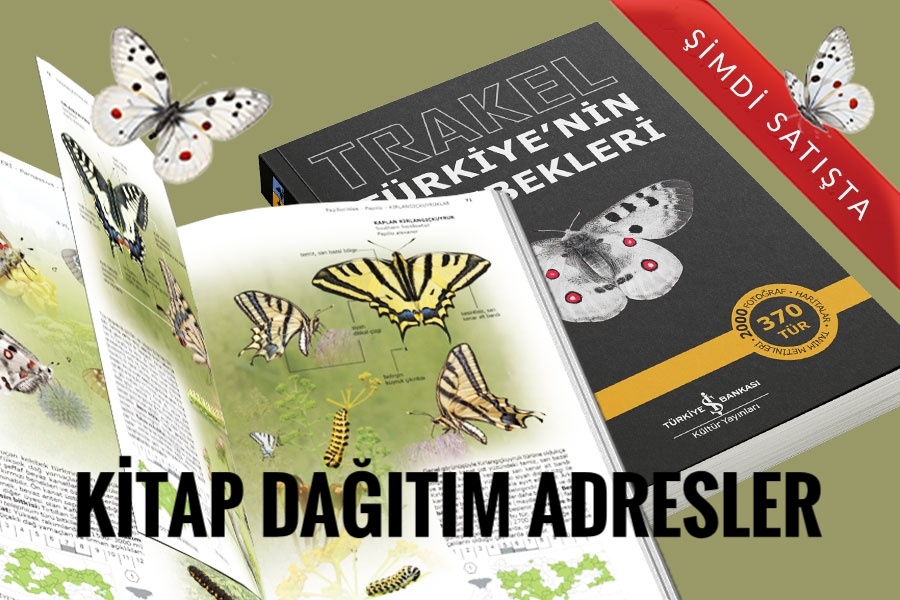 kitap
