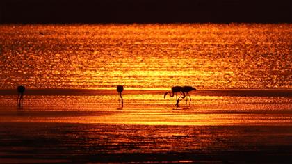Flamingo
