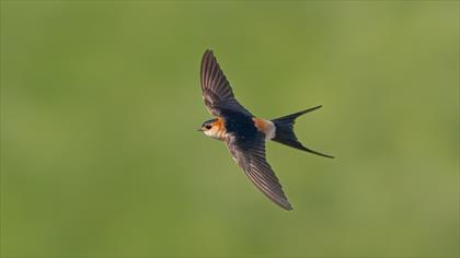 European Red-rumped Swallow