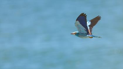 European Roller