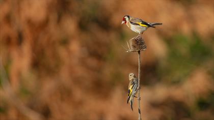 Saka