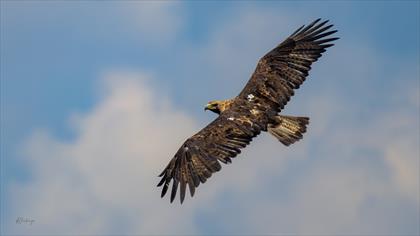 Şah Kartal