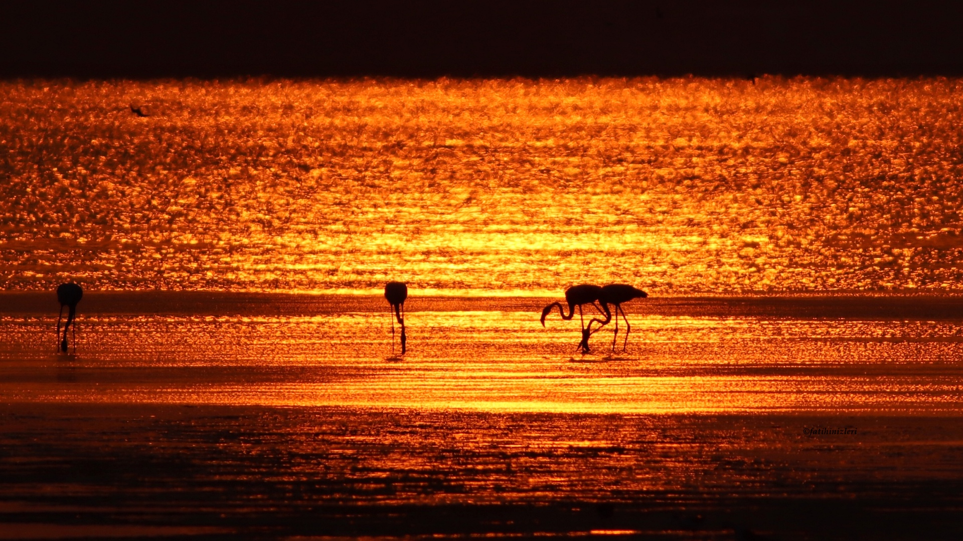 Flamingo