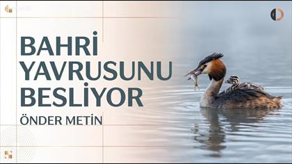 Bahri