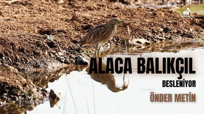 Alaca Balıkçıl