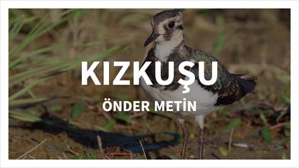 Kızkuşu