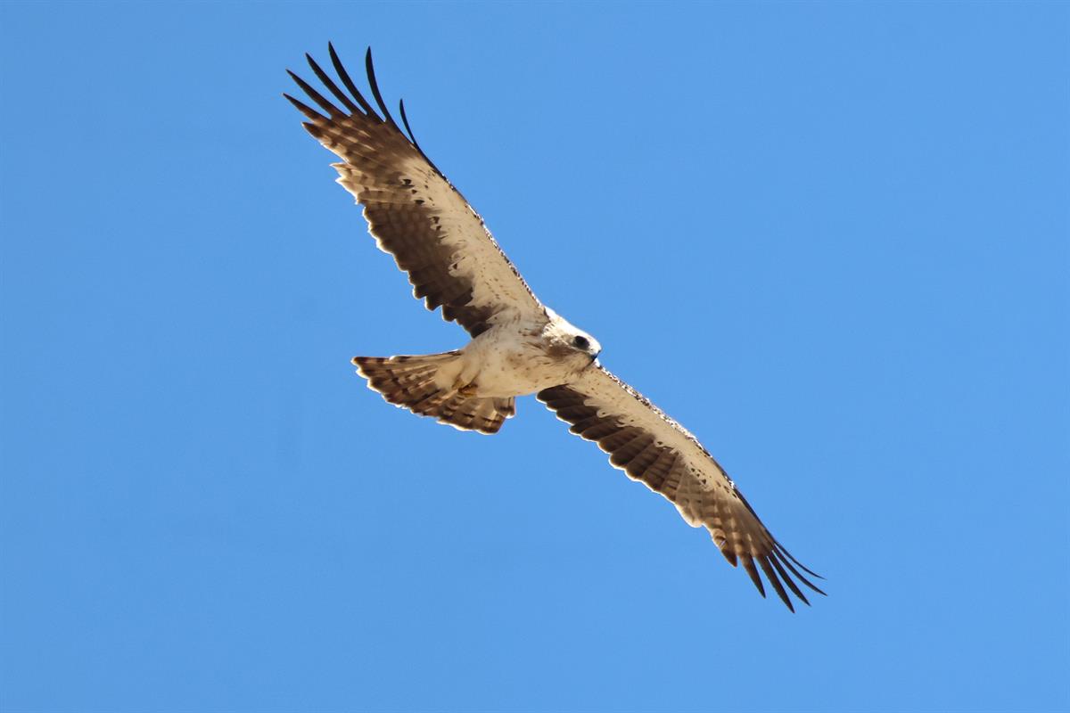 Küçük Kartal
