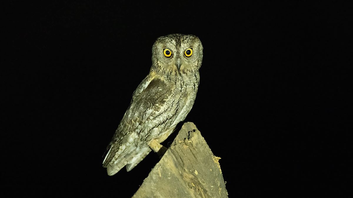 İshakkuşu