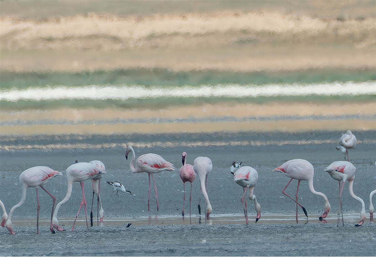 Küçük Flamingo