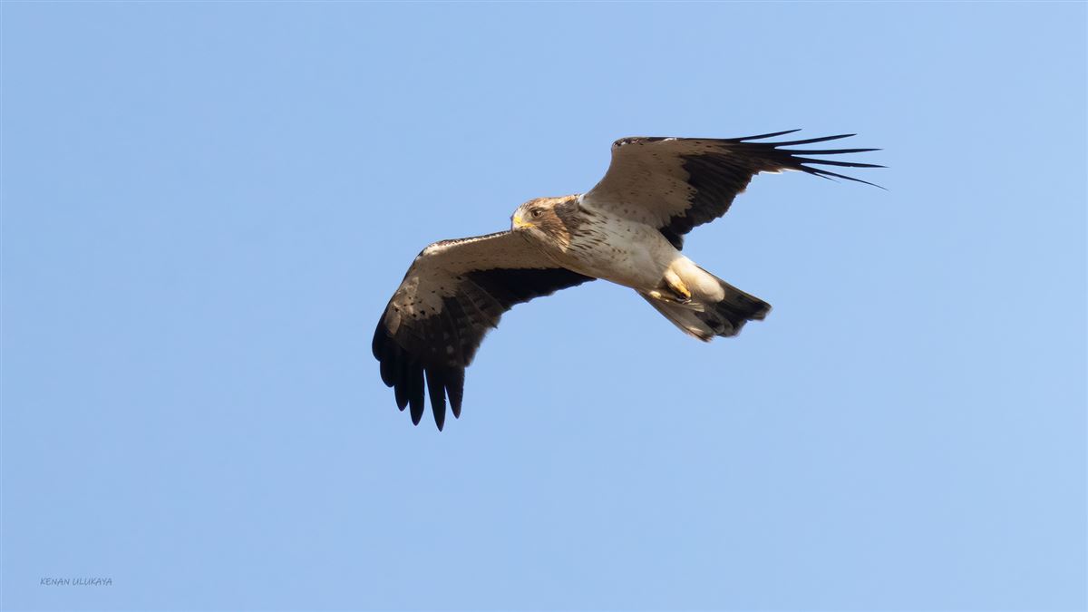Küçük Kartal