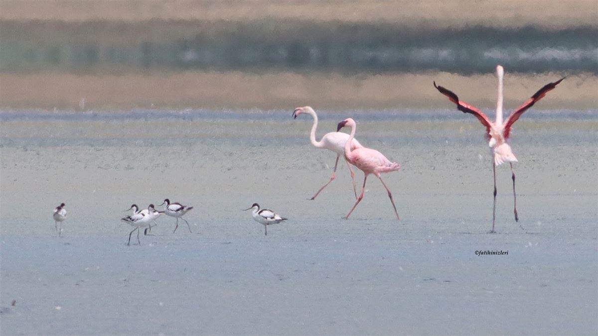 Küçük Flamingo