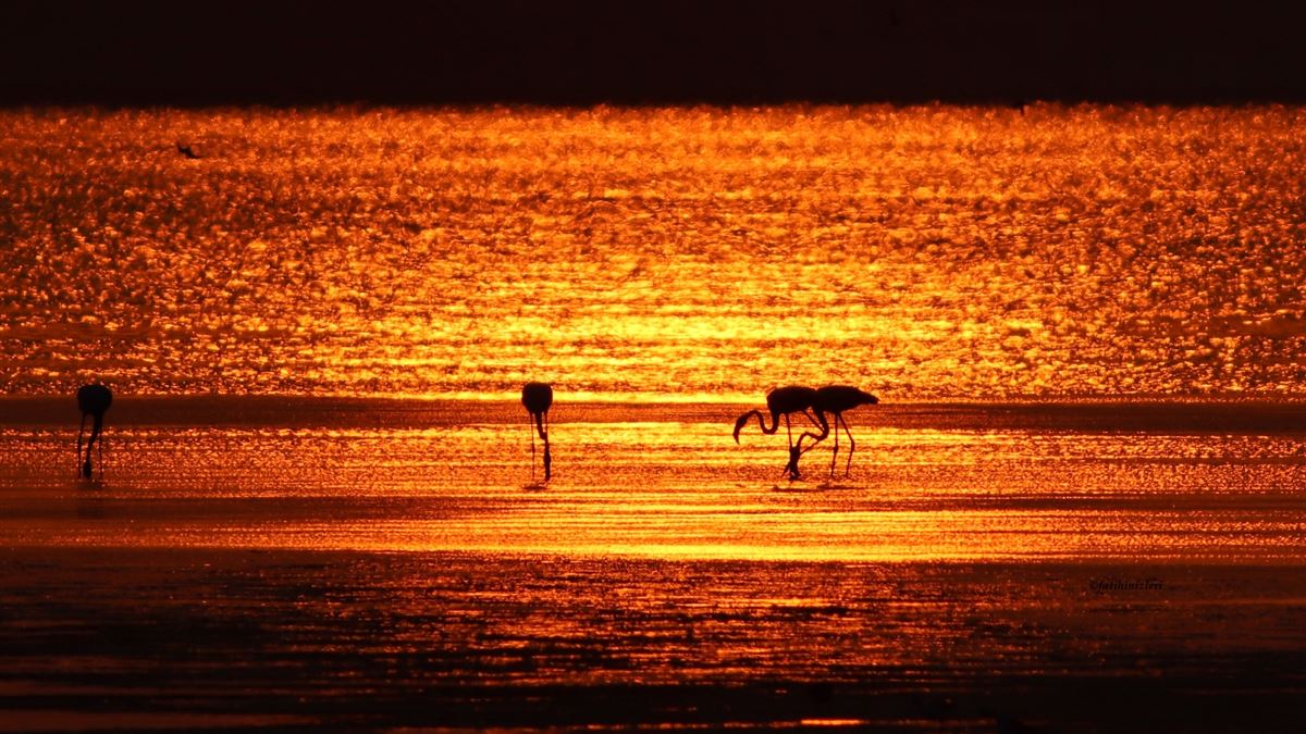 Flamingo
