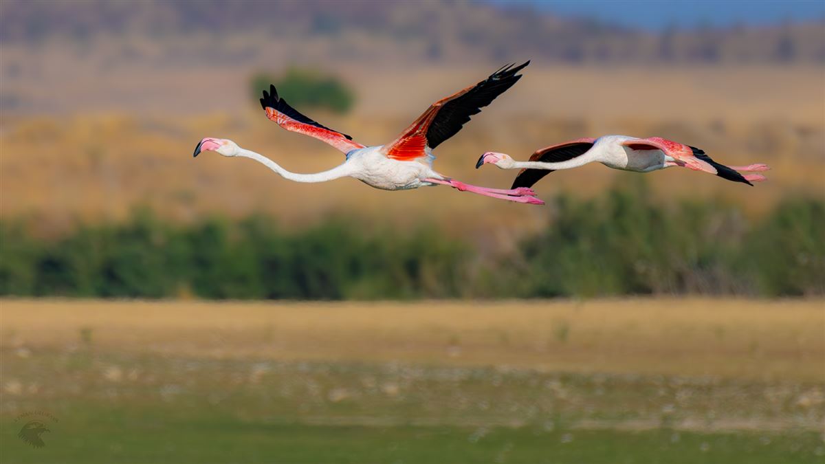 Flamingo