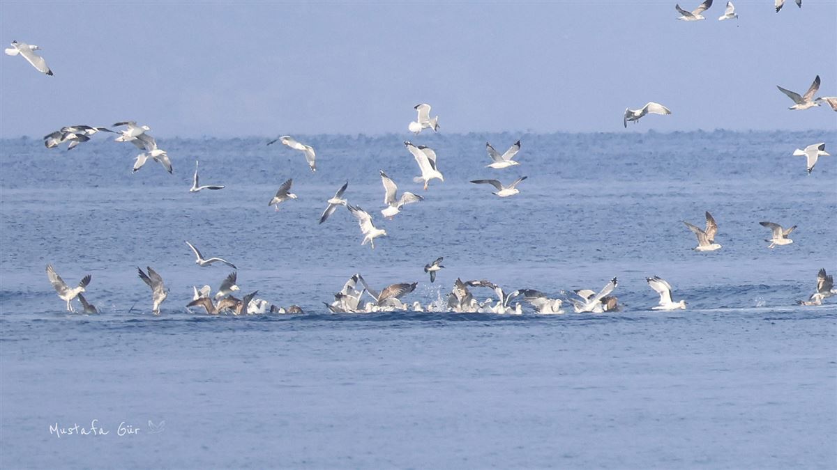 Yelkovan